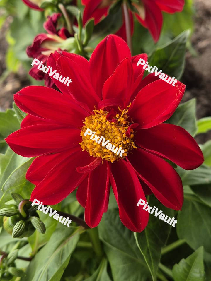 Tropical Red flower
